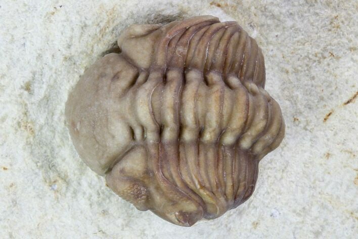 Wide, Enrolled Lochovella (Reedops) Trilobite - Oklahoma #94004